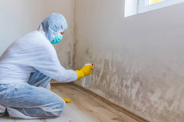 Licensed Attic Mold Remediation service in Exmore, VA - Car Mold Remediation