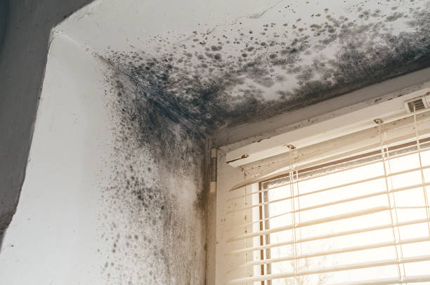 Affordable Attic Mold Remediation solutions in Exmore, VA