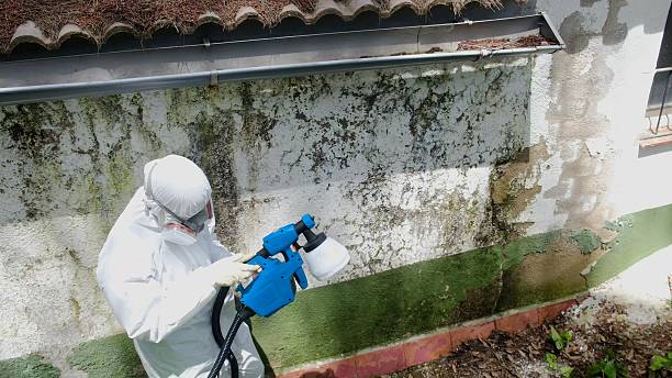 Top rated local Attic Mold Remediation specialists in Exmore, VA
